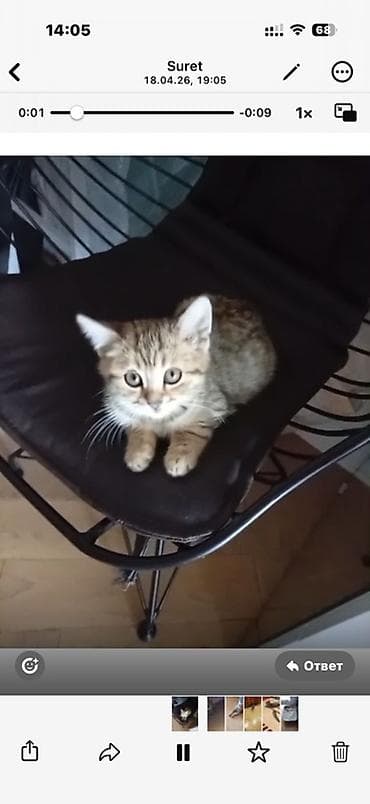 british: Benqal, Erkək, Dişi, Yaxşı əllərə, Ünvandan götürmə — 1