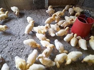 xaski gence: Ordek balalari: - Şəkillərdə çoxsaylı sağlam ördək balaları — 2