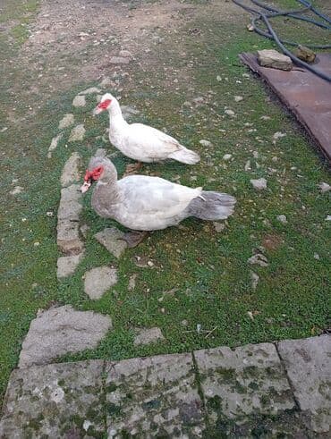 yuxuda ördek balası görmek: Satılır: 8 aylıq lal ördəklər. cütü 75₼. Ünvan: Maştağa (vişnyovka) — 6