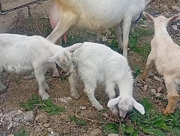 dişi: 20 baş çəpişdi erkekli dişili çoxunun burda. Şəkili yoxdu — 7