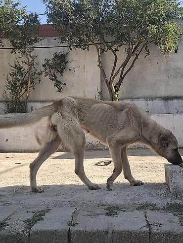 kangal iti satilir: Kanqal, 2 il, Dişi, Cütləşmə üçün — 2