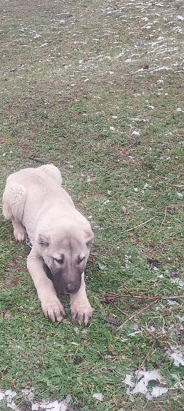 haski balaları: Məhsul: İt (böyük cins balası) kankal balası 3 aylığ ərkəy balası — 1