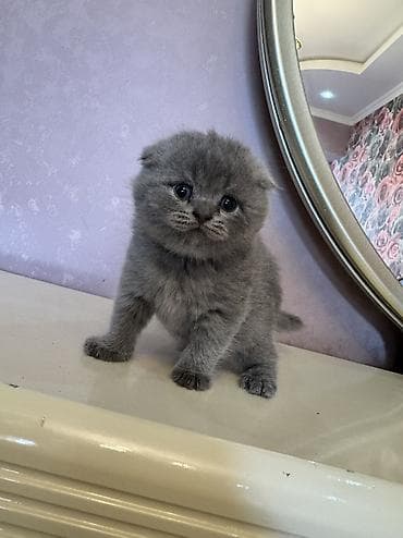 pisik balasi: Scottish fold balasi miwka satiwda. deqiq alici yazsin — 5