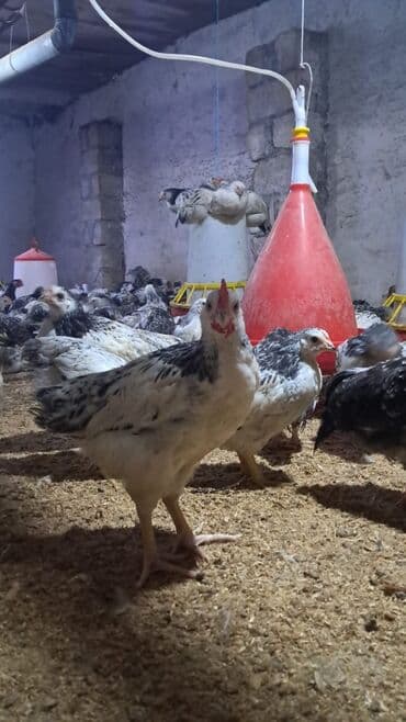 Gəmiricilər: Toyuq cücələri, Ətlik — 4