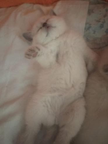 heyvan paltarı: Şotland, Dişi — 9