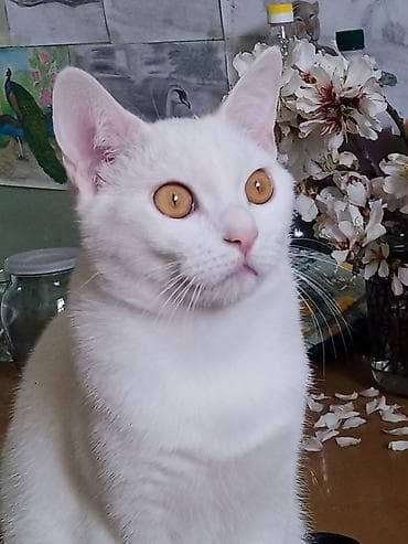 cütləş: Van, Erkək, Cütləşmə üçün, Pulsuz çatdırılma — 3