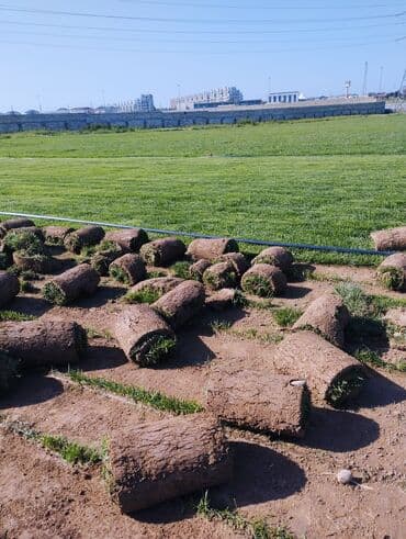 suni qazon qiyməti: Rulon qazon - Peşəkar qazon plantasiyasından kəsilib rulon halında — 9