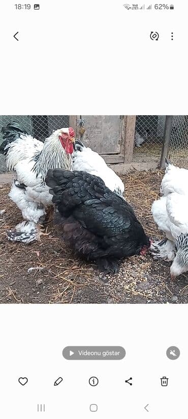 Gəmiricilər: Toyuq, Brama, Damazlıq — 4