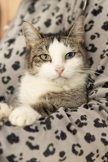 qara pişik: Dişi, Yaxşı əllərə, Ünvandan götürmə — 1