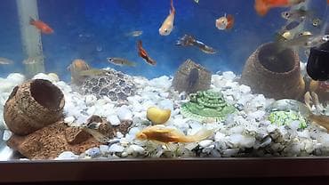 Akvariumlar: 35 e yaxin baliqdir. akvariumla bir yerde. unvan nermanov — 4