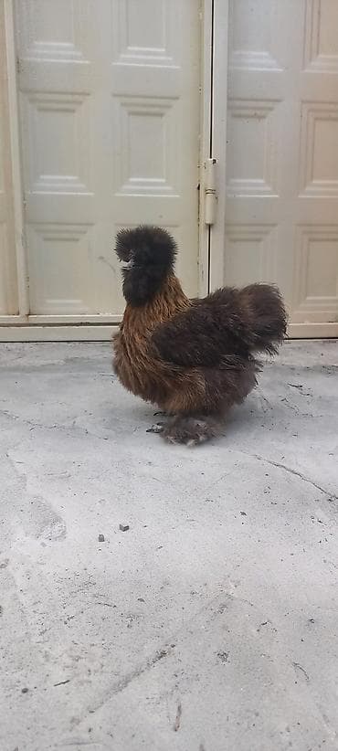 naxcivan heyvan elanlari: PonPon fərə 50 azn.barter var baxır təklifə — 3