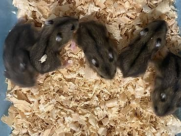 yem qabı: Dwarf hamsterlər – ev heyvanı - Cırtdan/dwarf hamsterlər (bir neçə — 6