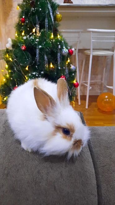 Karlik dovsan satilir evde baxilib temiz dovsandir satilir 10 azn bir