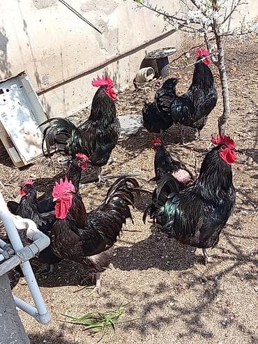 ari satişi: Toyuq, Damazlıq — 9