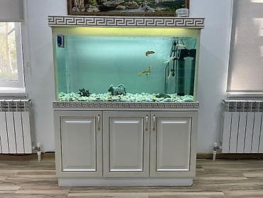 su donuzcuğu: Ünvan Yevlax şəhəri votsap aktivdir Böyük ölçülü akvarium dəsti - — 2