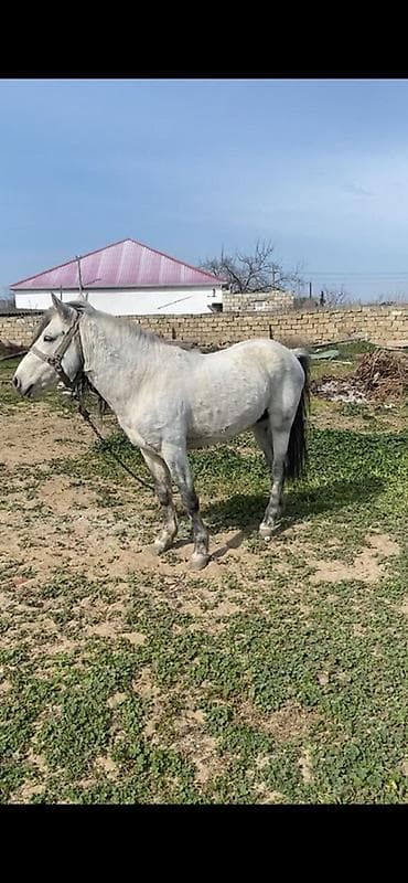 heyvan sahiblənmə: Erkək, il: 6 — 2