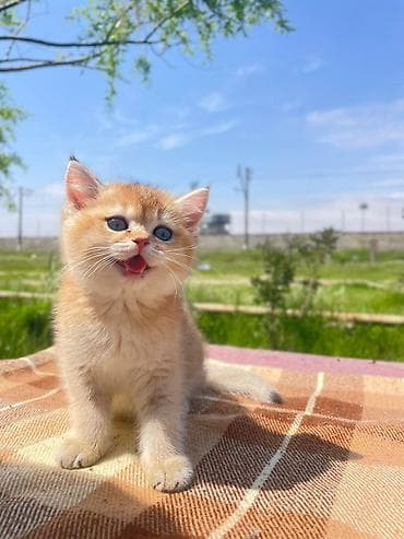 heyvanlar quslar: 70 m baslayan 1000 kimi saf qan saqlam pisiklerimiz var Secim coxdu — 8