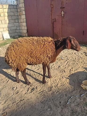 qoyun quzu nece yazilir: Diwi qoyunlar — 2