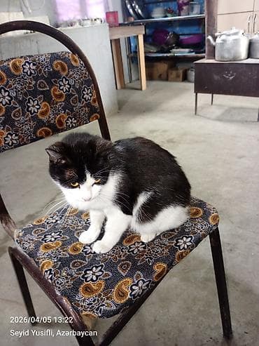 pisik adlari rusca: Yaxşı əllərə — 6