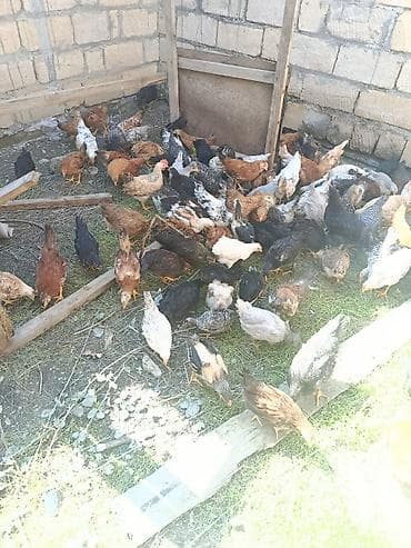 xoruz satişi: Toyuq cücələri, Ətlik — 5