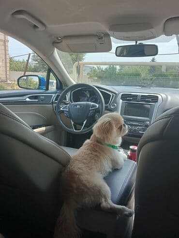 it evləri: Pekines, 2 il, Erkek, Sənədli, Pulsuz çatdırılma — 3