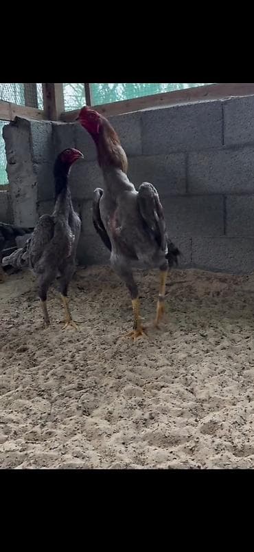 cucə və xoruz təmsil: 2 eded ymurta veren toyuq bir eded dotusen xoruz cemi 100 azn — 3