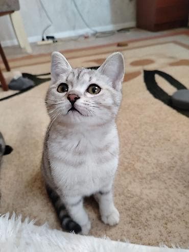 pişik balasi: Gümüş rəngli, zolaqlı naxışları olan ev pişiyi balası. Şirin yuvarlaq — 1