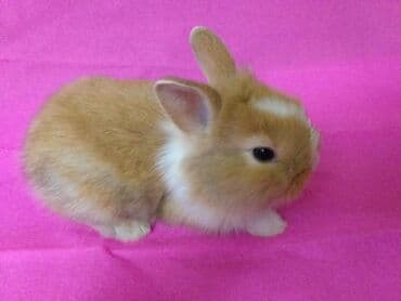 Gəmiricilər: Ev dovşanı balaları satılır. Karlik(cırtdan) cinsi. Sağlam və — 6