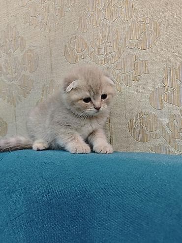 kanqal satilir: Erkək, Dişi — 8