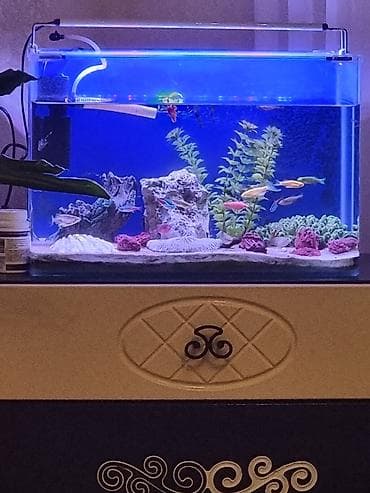 Heyvanlar: Sülhsevər — 3