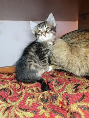 где можно купить котенка: Tabbi, Yaxşı əllərə — 4