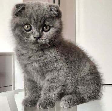 pişik latoku: Şotland yastı qulaq, Erkək, Dişi, Ödənişli çatdırılma, Ünvandan götürmə — 6