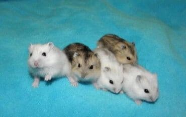 hamster kaç lira: Джунгарики 5_10 манат — 1