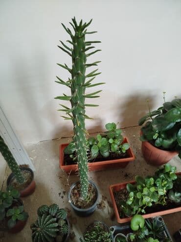 Ağaclar: 6 AZN — 2