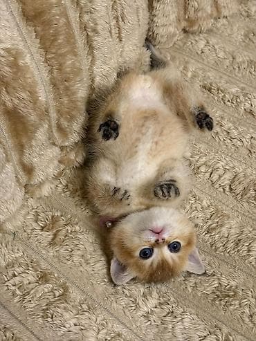 Şotland yastı qulaq