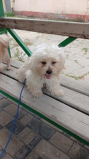 koker spaniel satilir: Dişi — 2