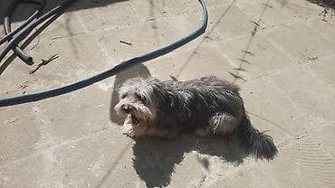 shih tzu stenci: 2 il — 4