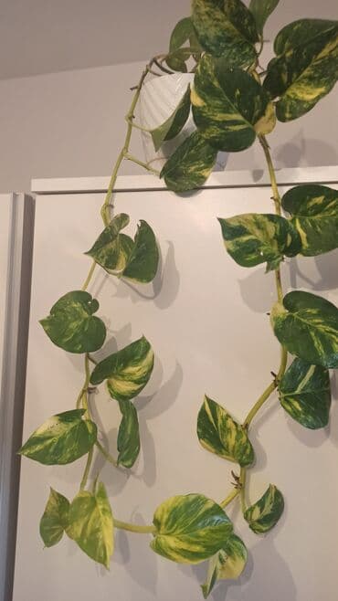 sarmaşiq: Waterplant sarmasıq — 2