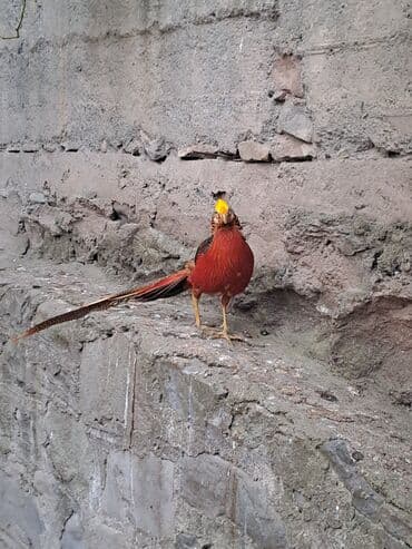 Keçi, çəpiş: Qızıl Qırqovul cütü (Golden Pheasant) - Növ: Chrysolophus pictus — 2