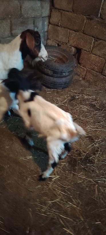 at balası: Ekiz balalı keçi 1 dişi cepiş 1 erkey cepiş kom keciler — 6