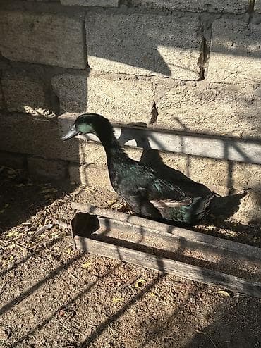 ördək qaz: Erkək, Damazlıq, Ünvandan götürmə — 5