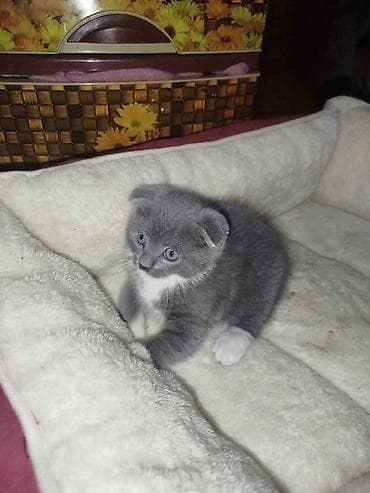 pekines balası: Şotland yastı qulaq — 1