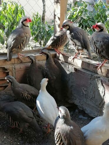 Məhsul: Qırmızı dimdikli daraqlı kəkliklər (chukar) – standart