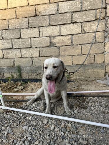 itler piknes: Labrador-retriver, 3 il, Erkek, Sənədli, Ünvandan götürmə — 18