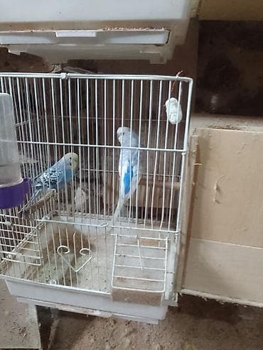 xacmaz heyvan bazari: Qəfəs və şəkil görünənlərlə birgə satılır hazır cüt altında 5 — 4