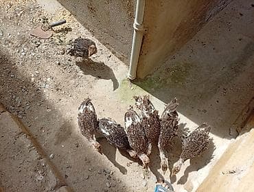 Məhsul: Gənc hinduşkalar 7 dənədir tam sağlam hamsını alana endirim