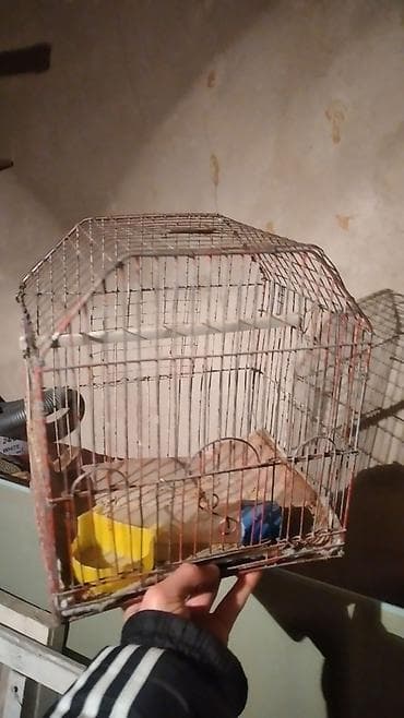 quş üçün qəfəs: Quş qəfəsi — 2