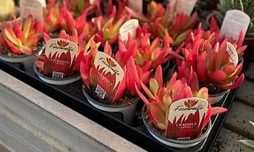 Суккулент красный — 1