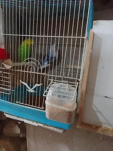 xacmaz heyvan bazari: Qəfəs və şəkil görünənlərlə birgə satılır hazır cüt altında 5 — 6