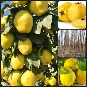 devedabani bitkisi: Hər növ meyvə aqcların satşı hər bir sort var çadrlma pulsuzdur meyvə — 1